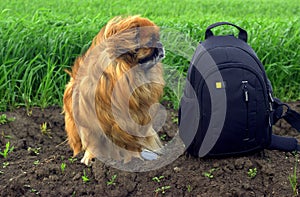 A small guard vigilantly looks around, near the backpack of its owner