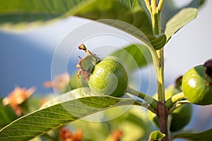 small guava tree with fruit
