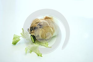 Small Guinea pig eats fresh cucumber