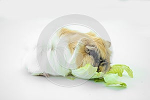 Small Guinea pig eats vegetables