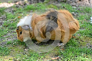 Small guinea pig in the meadow