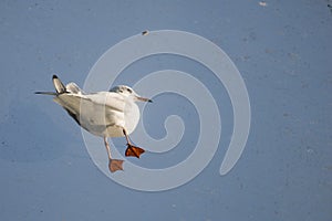 Small gull standing on a glass roof