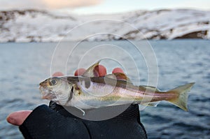Small haddock in angler hand