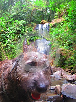 A small hairy brown dog in front of a waterfall