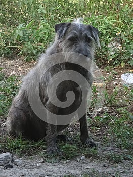 A small hairy brown dog sitting