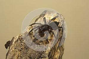 Small hairy burrowing spider, Plesiophrictus sp, Theraphosidae, Parambikulam tiger reserve, Kerala, India