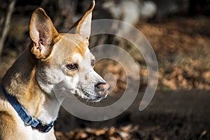 Small hairy dog Portuguese Podengo wearing a blue collar