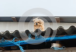 A small hairy dog on the roof of a barn