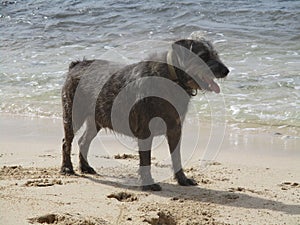 A small hairy dog ??standing on the beach