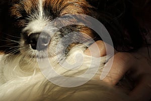 A small hairy and furry dog rests with closed eyes. The dog is dead or sleep. Conception death of pet.