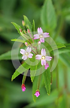 Small hairy willow herb Epilobium parviflorum in blossom photo