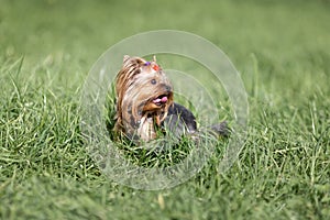 Small hairy yorkshire terrier dog among green grass