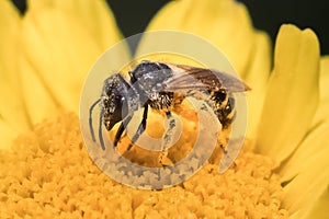 A small Halictus dark sweat bee pollinating a yellow daisy flower.