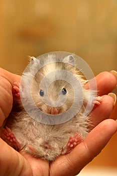Small hamster - 7