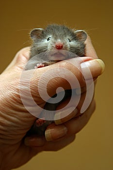 Small hamster