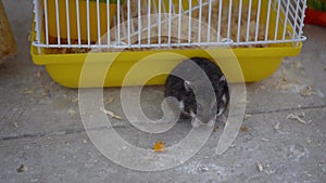 Small hamster eats grain near the cage