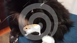 small hamster hiding in thick hair of cat. Friendship of pets. Pet life