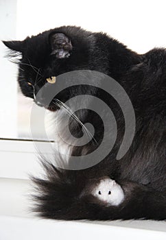 small hamster hiding in thick hair of cat. Friendship of pets. Pet life