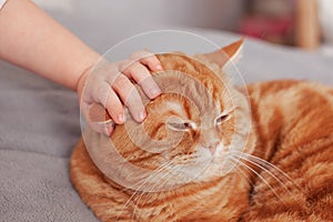 small hand of child stroking head of contented red cat lying at home on bed, concept of pet care