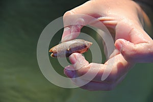 Small Hand Holding Shell