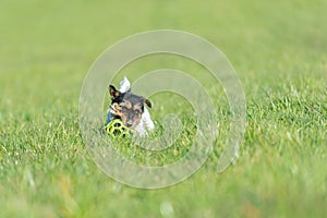 A small handsome Jack Russell Terrier dog running fast and with joy across a green meadow with a grid ball in his mouth