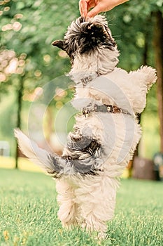 small happy Beaver Yorkshire Terrier lies on the green grass in the park begs for a treat, stands on its hind legs