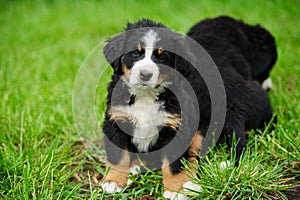 small happy puppies on a green grass