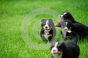 small happy puppies running on a green grass