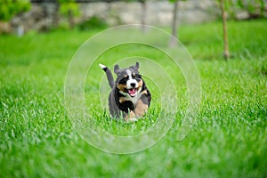 small happy puppy running on a green grass