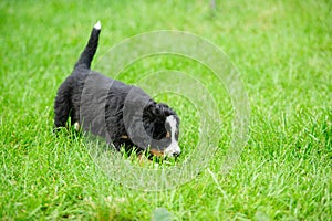 small happy puppy running on a green grass