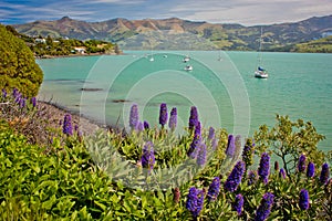 Small harbour of Akaroa on peninsula near Christchurch, New Zealand