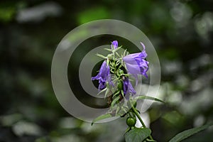 The small harebell (campanula rotundifolia) grows in a forest