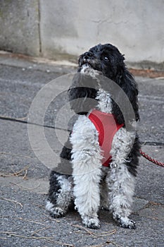 A small harlequin poodle waits for his owner