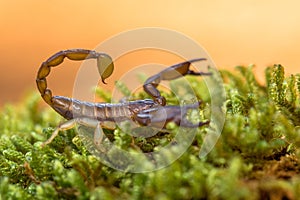 Small harmless Scorpion Euscorpius sp. in Croatia