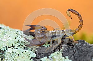 Small harmless Scorpion Euscorpius sp. in Croatia