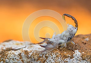 Small harmless Scorpion Euscorpius sp. with offspring in Croatia