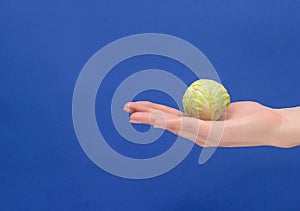 A small head of cabbage lies in the palm of your hand, close-up, blue background, proper nutrition, vegetarianism, copy space cole