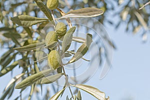Small healthy green olives branch with blue sky close