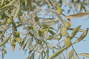 Small healthy green olives branch with sky close