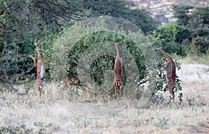 A small heard of gerenuk in masai mara