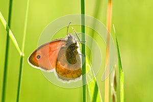 Small Heath butterfly - Coenonympha pamphilus