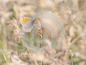 Small heath butterfly, coenonympha pamphilus, on a plant