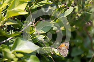 Small Heath butterfly, Coenonympha pamphilus, resting on a plant at Hawkers Cove near Padstow Cornwall photo
