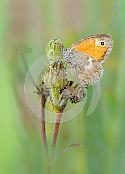 Small heath butterfly photo