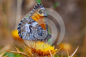 Small heath butterfly, macro shot.