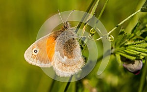 A small heath butterfly sitting on a vetch