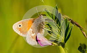 A small heath butterfly sitting on a vetch