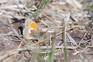 Small heath (Coenonympha pamphilus) butterfly resting on heathland