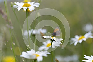 The small heath Coenonympha pamphilus is a butterfly species belonging to the family Nymphalidae. Beautiful red butterfly among