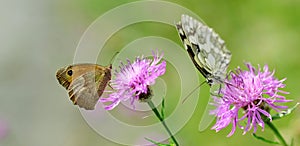 Small Heath Coenonympha pamphilus and Marbled White butterfly Melanargia galathea